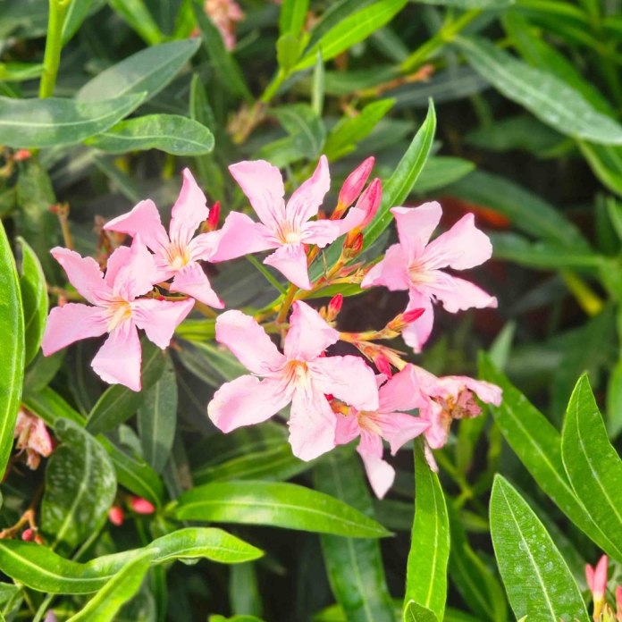 Oleander różowy XXL